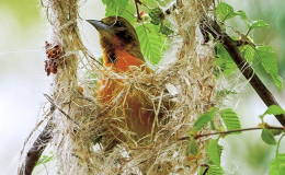 Bird Nests, illustrating God’s&nbsp;Providence
