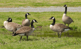 DUCK, DUCK, GOOSE&nbsp;!