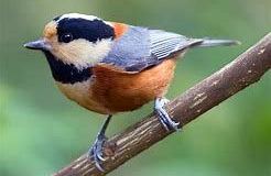 What’s His Name? – “Varius”