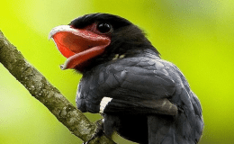 Four Word Thursday – His Mouth Was&nbsp;Opened