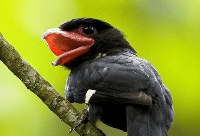 Dusky Broadbill (Corydon sumatranus) Â©WikiC Mike5 - edited