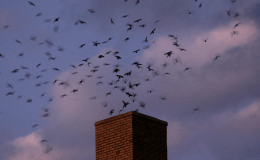SWIFTS,  UNSURPRISINGLY,  ARE  SWIFT!   (AND THEY MAKE A JOYFUL&nbsp;NOISE)