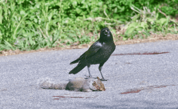 CROWS SOMETIMES EAT&nbsp;ROADKILL