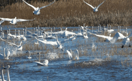 Tundra Swans Return, in November, to Chesapeake&nbsp;Bay