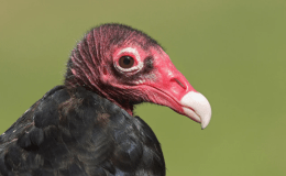 Thankful for Turkeys (and Turkey&nbsp;Vultures)