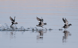 Bufflehead Ducks’ Dependable Migration&nbsp;Timing