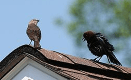 Cowbird Mothers:  Worse than&nbsp;Infidels?